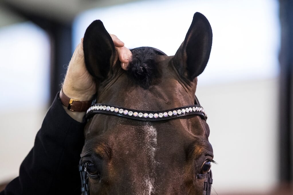 Het Oor En De Gehoorgang - Het Onafhankelijke Paarden(sport)medium