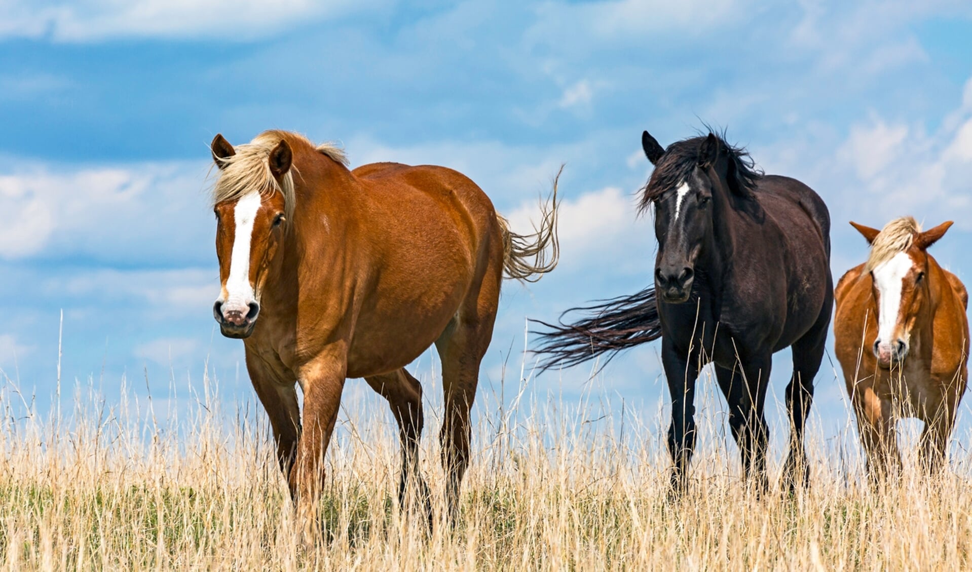 Follow the leader – three horses in paddock