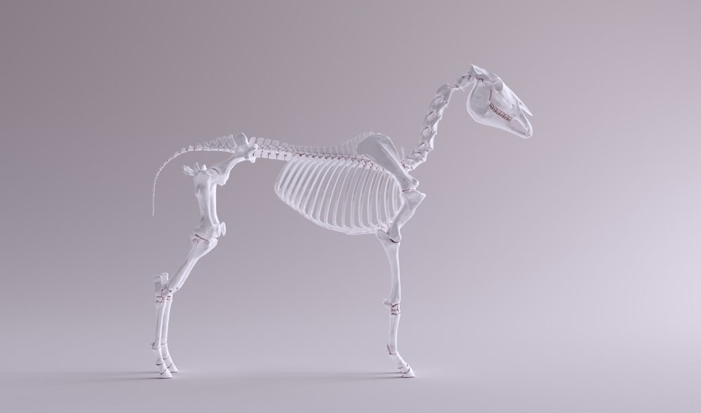 Horse Skeletal System Anatomical Model Right View 3d illustration 3d render