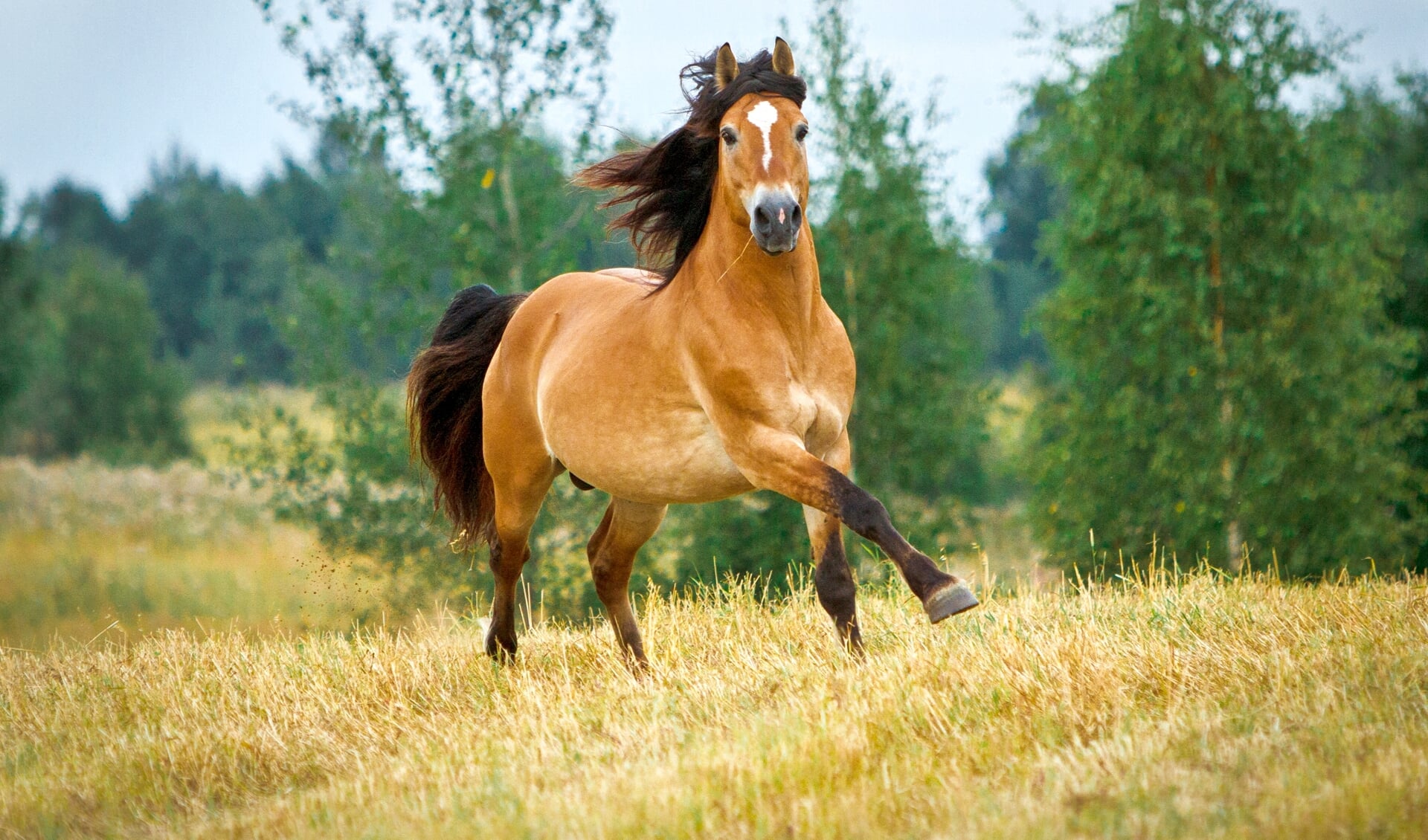 Voor paarden met overgewicht kan het goed zijn over te stappen op graanvrij voer. 