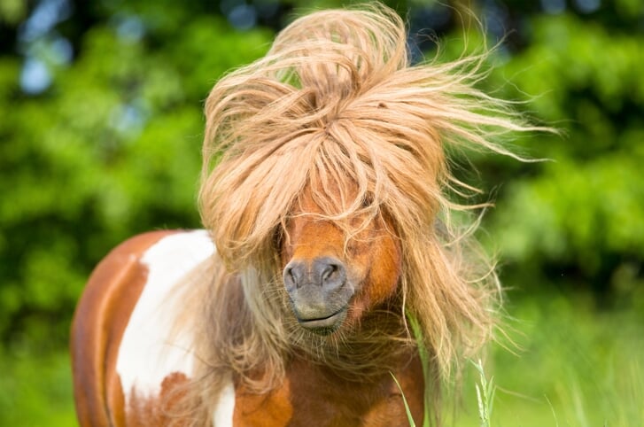 Wat vind je een toepasselijke naam voor deze pony?
