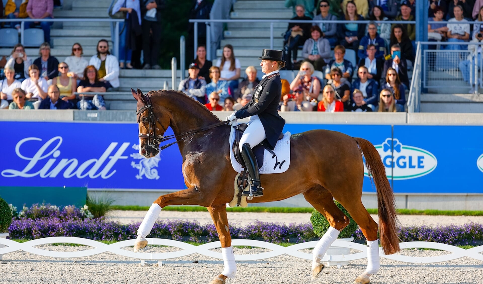 Isabell Werth - Bella Rose
World Equestrian Festival CHIO Aachen 2022
© DigiShots