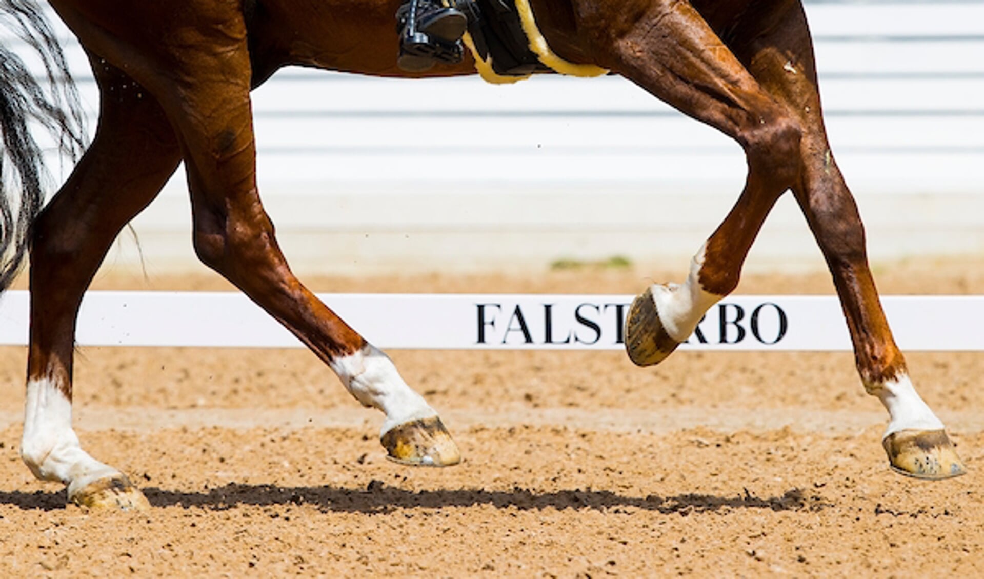 Benen
Falsterbo Horse Show 2022
© DigiShots