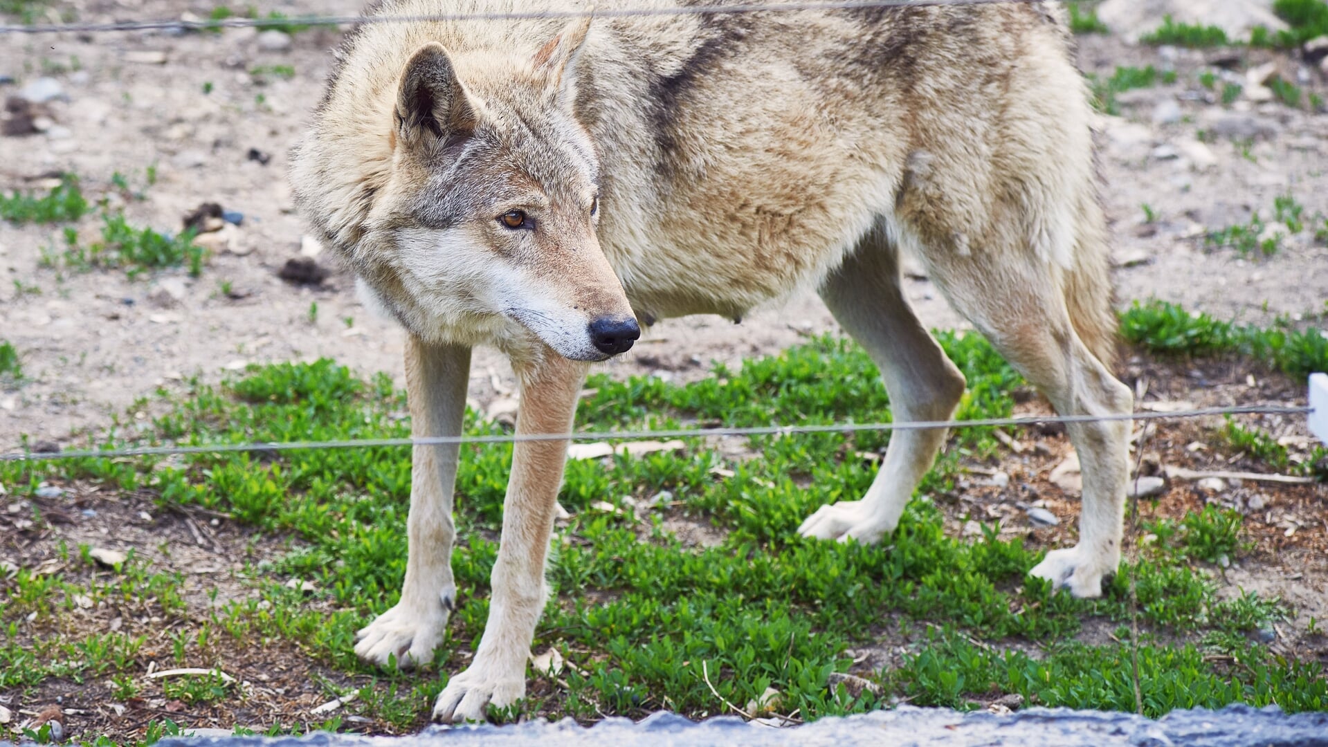A wild wolf looks through a wire fence. Nature reserve. Close-up