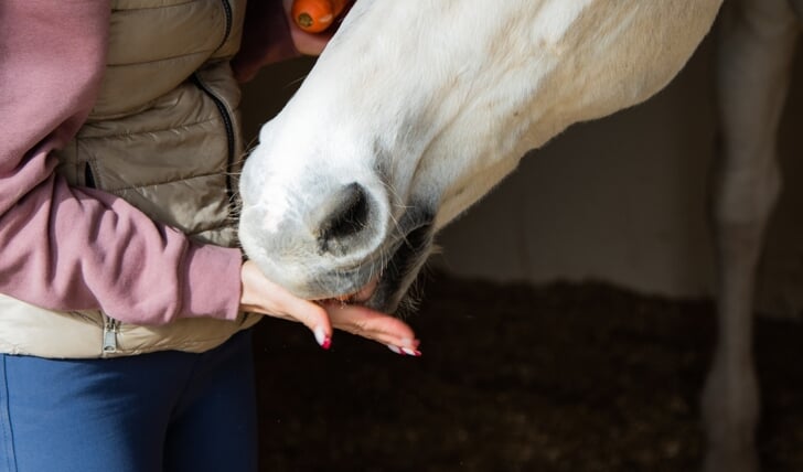 Postieve bekrachting: je voegt iets toe (in dit geval voer) op het moment dat je het gedrag wilt belonen. Paarden leren enorm snel op deze manier, het is dus zaak hier heel consequent mee om te gaan.