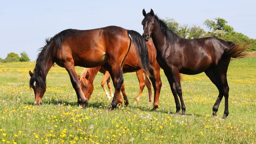 Een blij buitenpaard zal het ons makkelijker maken dan een paard dat gefrustreerd is door een gebrek aan vrijheid, voer, of vrienden