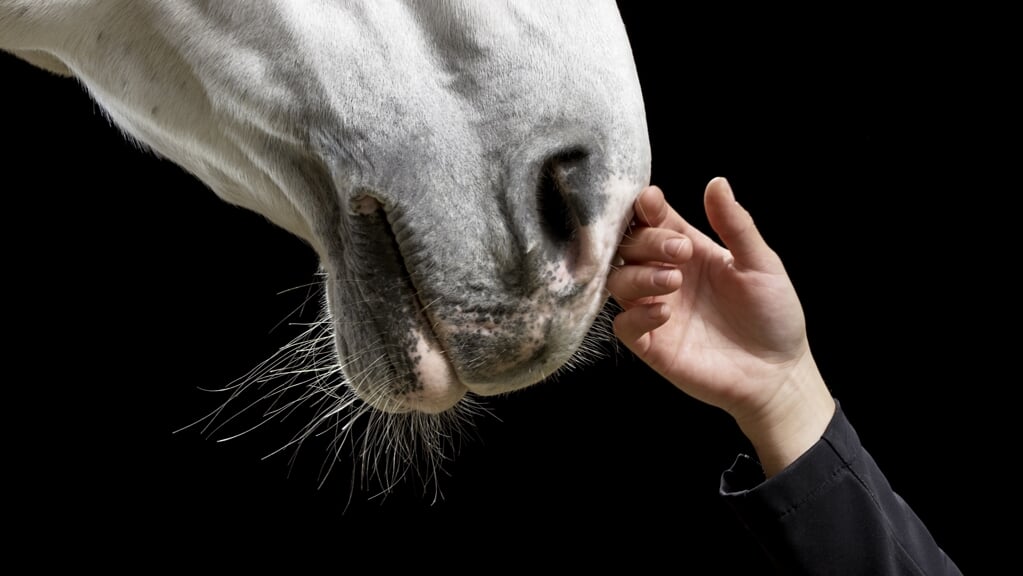 Close up of white horse being caressed by female hand.