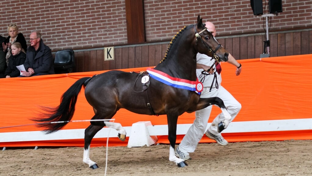 Kampioen van zijn jaargang Conviction's Braveheart.