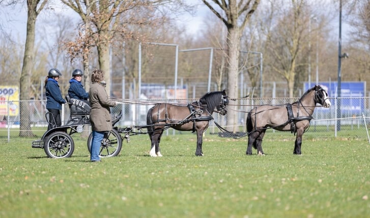 Cornelie de Geijter, Margreet Havelaar, Jacky, Ebony, tandem