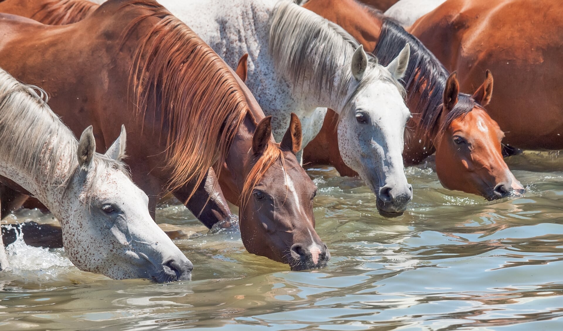 Het is belangrijk dat paarden altijd toegang hebben tot schoon drinkwater.