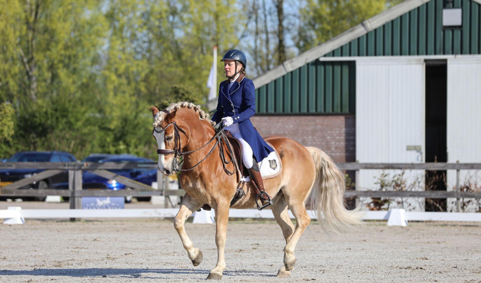 Sobriquette veiling rol 23-jarige Haflinger scoort 64,5 % in de Grand Prix *VIDEO* | Het  onafhankelijke paarden(sport)medium
