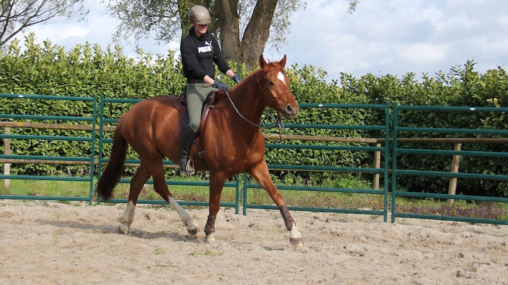 Jong paard starten