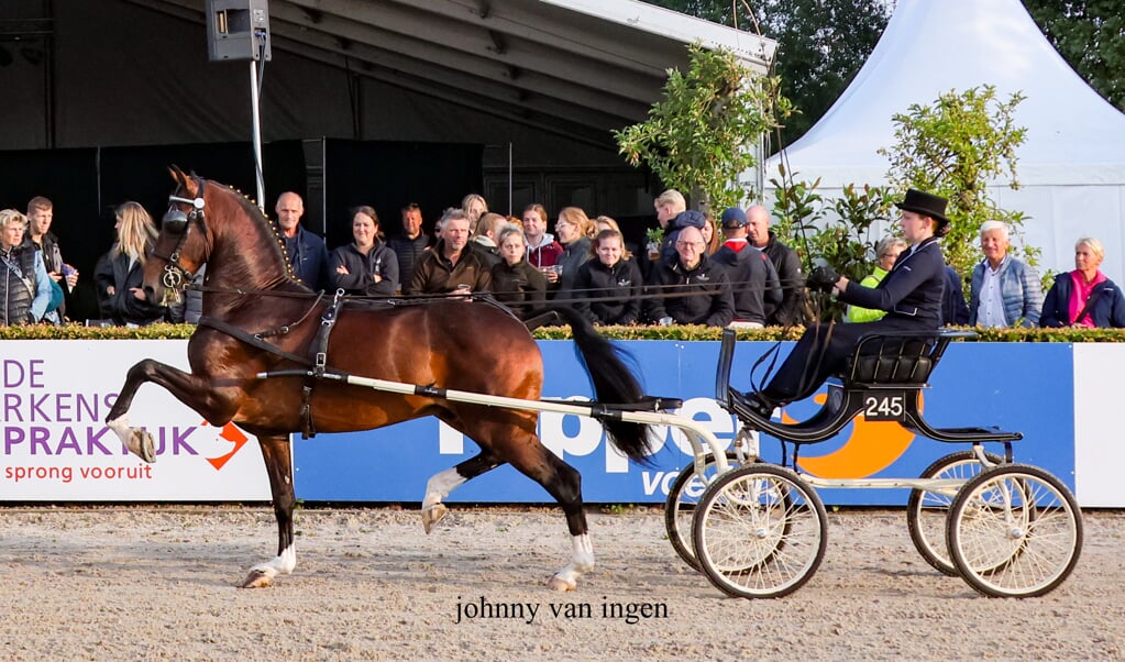 Neon GSM won met Lieke Lueks de hengstencompetitie.