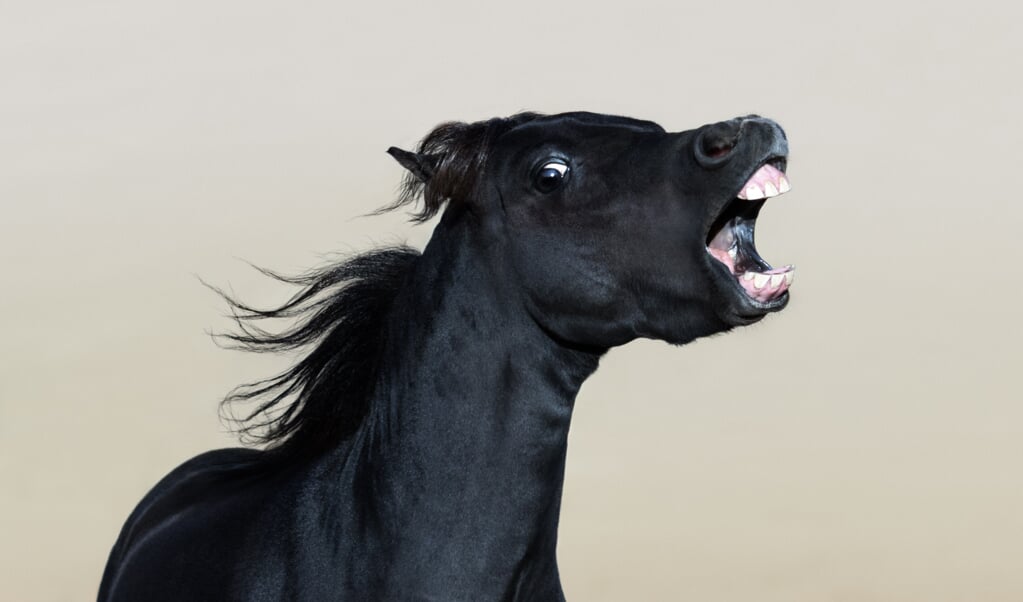 Bijtend paard