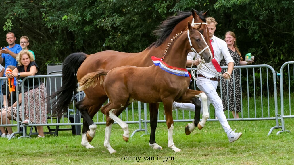 Tessalina van het Rode Land werd veulenkampioene.