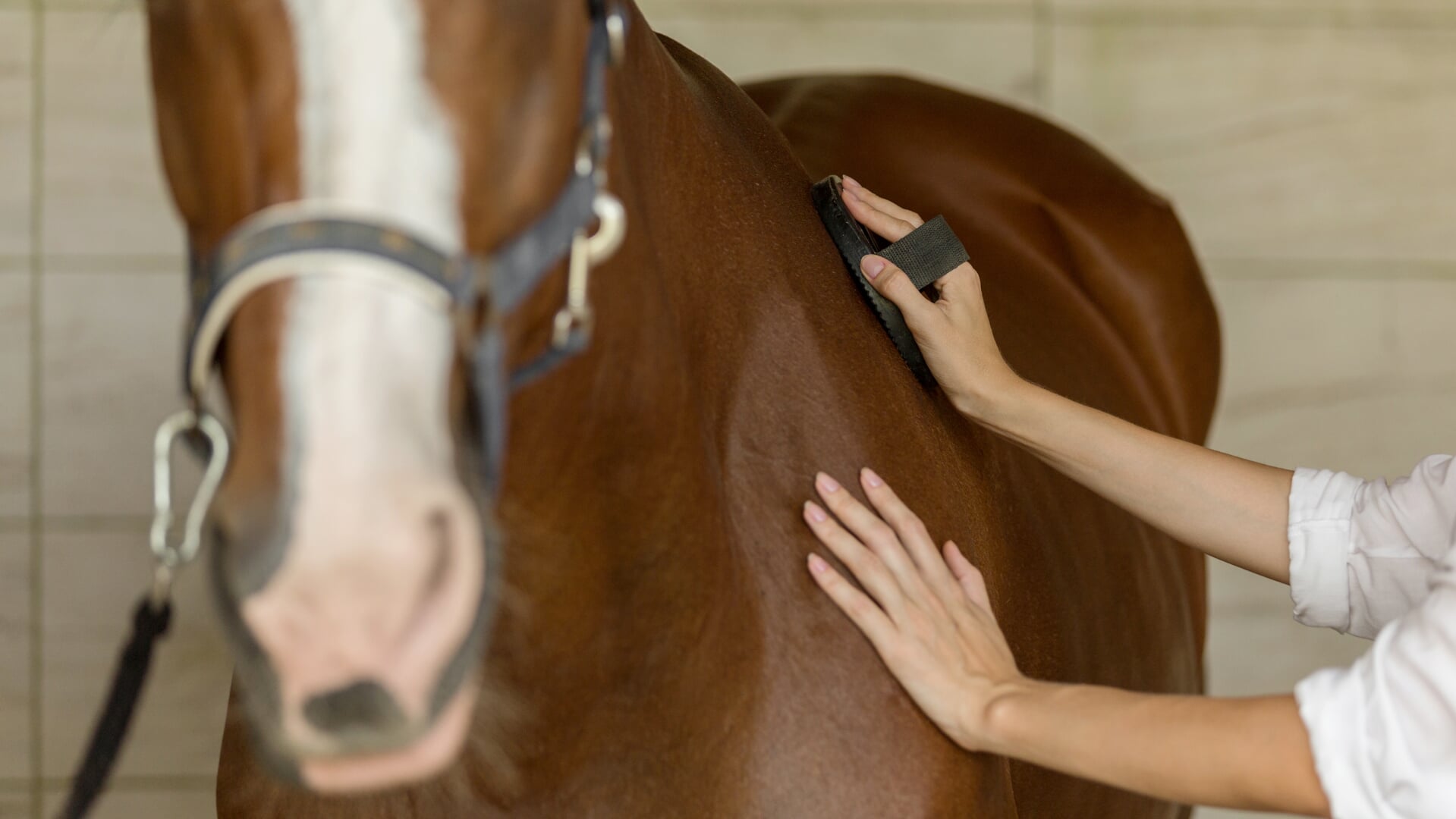 8 Dingen Om Met Je Paard Te Doen Naast Paardrijden - Het Onafhankelijke ...