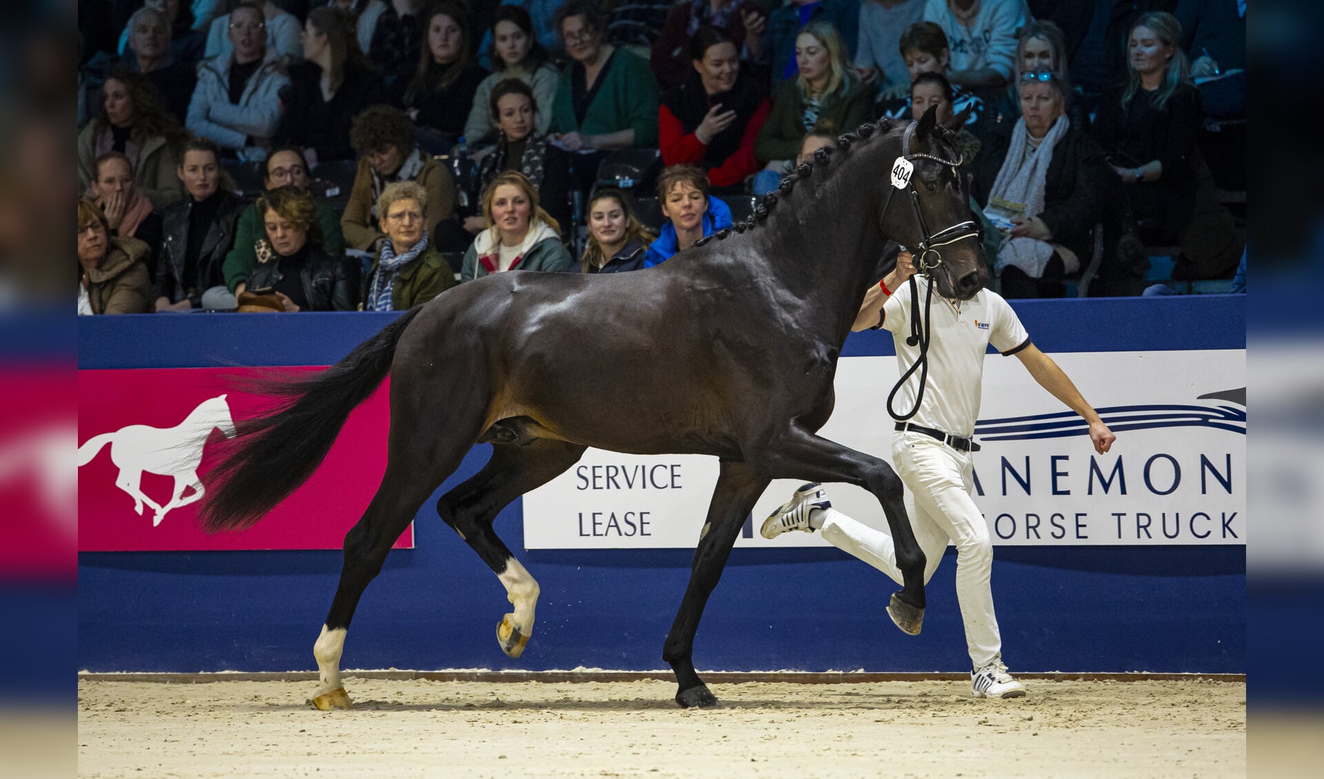 KWPN Stallion Show 25 hengsten aangewezen op eerste dressuurdag Het