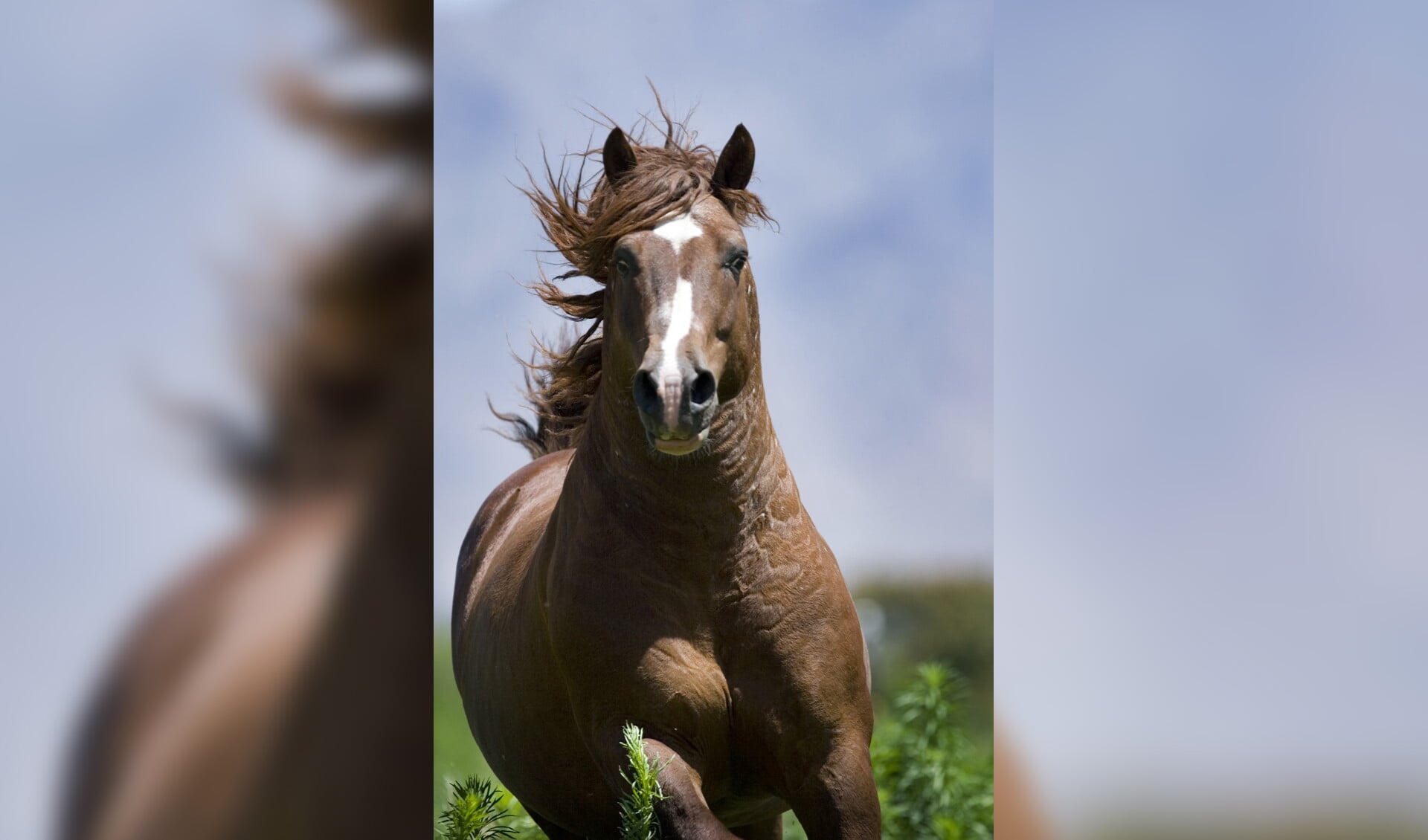 Door hyperlipemie ofwel bloedvervetting getroffen paarden zijn altijd in een te ruime voedingstoestand