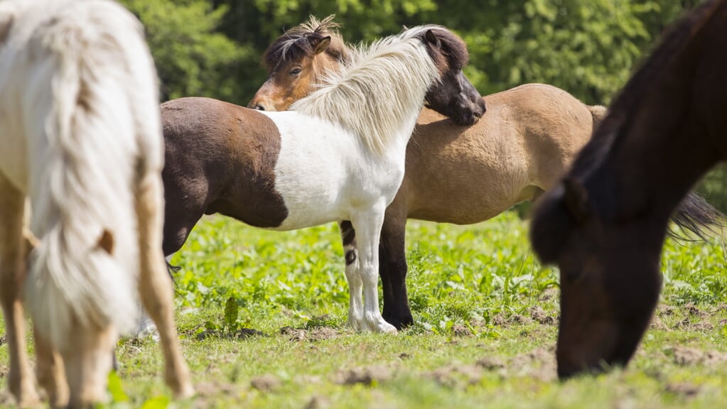 Vrije beweging in groepsverband voorziet ook in de sociale behoefte van het paard