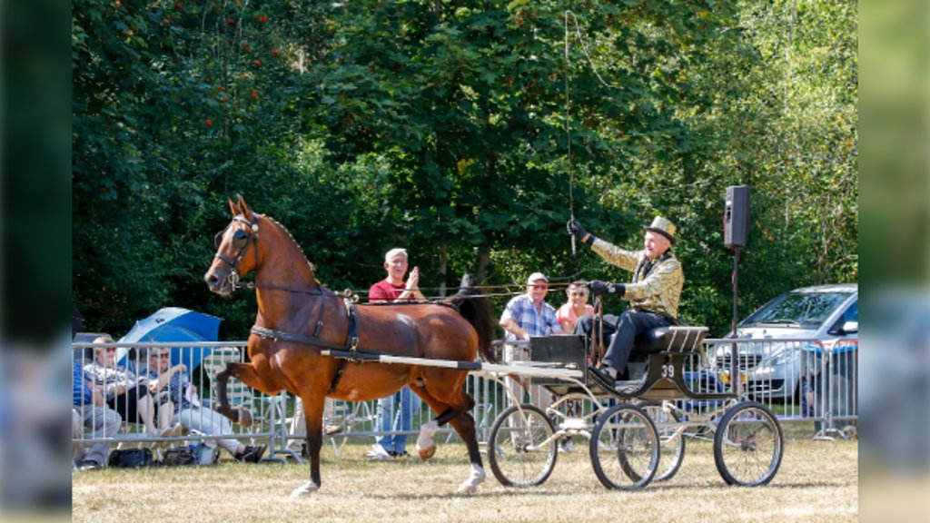 Destijds 87, de nog immer actieve Bep van de Brake met zijn Handini op de jubilerende Fokdag waar hij voor de 74e keer aanwezig was.