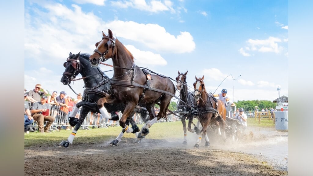 Glenn Geerts reed de snelste tijd van de vierspan paarden in hindernis 7
