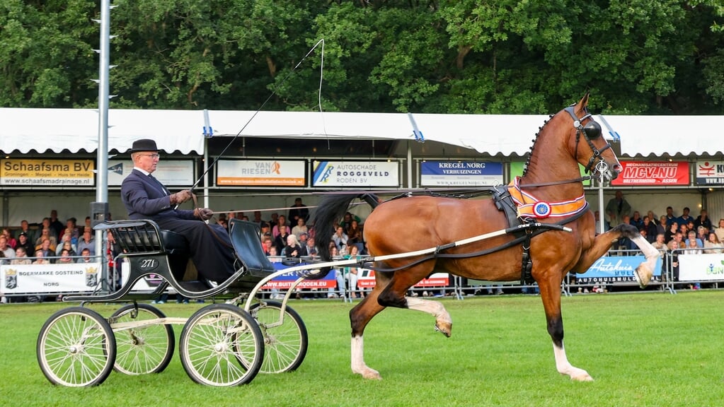 De pronkende kampioen vijfjarigen: Pronkheer DHB.