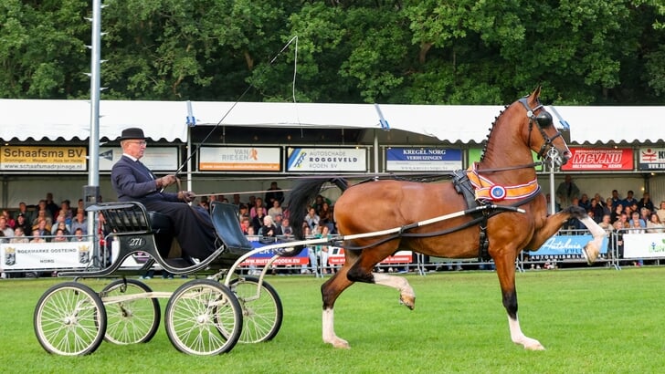De pronkende kampioen vijfjarigen: Pronkheer DHB.