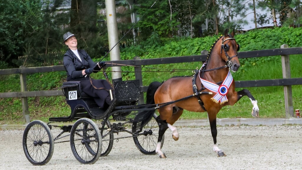 De 12-jarige Highway's Dream Boy werd nu dan toch echt kampioen.