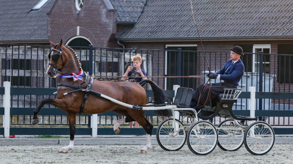Petrose van 't Hooge is de tuigkampioene van de fokmerries regio Oost.