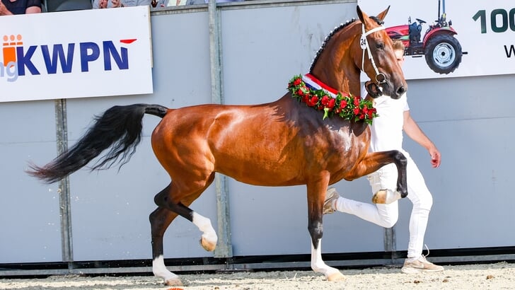 Kampioene in de koninginnenrubriek werd Selvira van Toos.