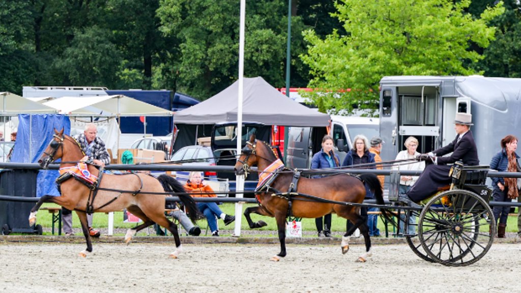 Jade van de Wörmink en Eagle's Pocket Rocket liepen in handen van Davy naar de tandemtitel.
