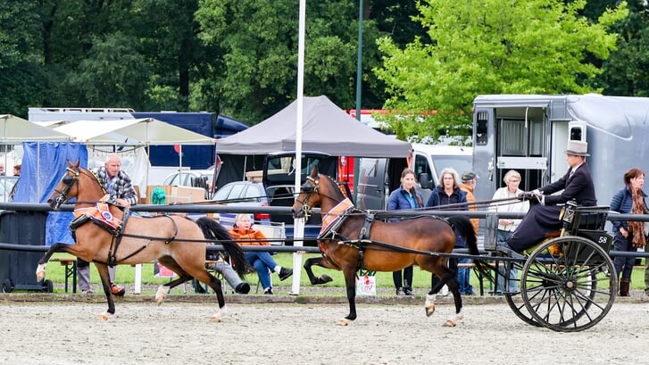Jade van de Wörmink en Eagle's Pocket Rocket liepen in handen van Davy naar de tandemtitel.