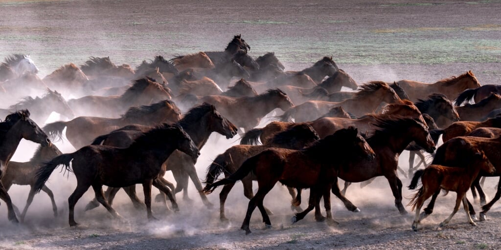 Herd of horses are running on in a foggy and dusty environment. Foggy mountain is seen in the background. Shoot in outdoor. It is blue toned image.