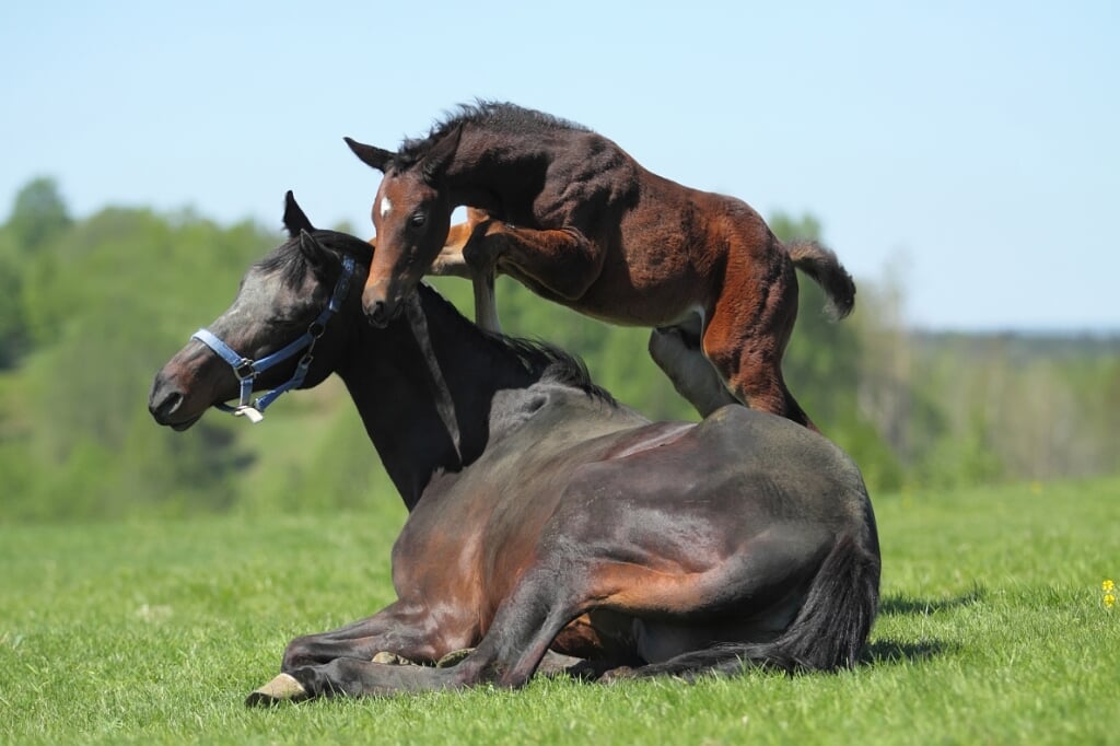 Little foal playing with her mother