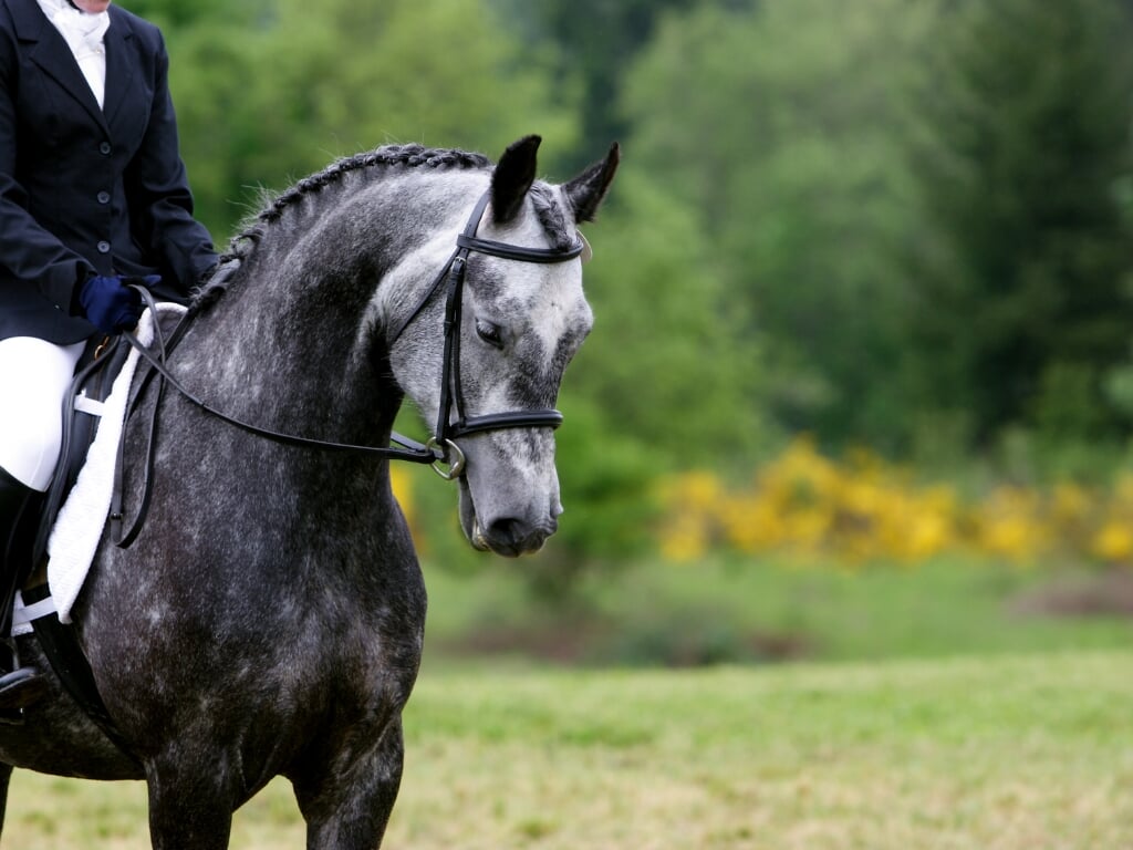 This horse and rider are waiting to enter the dressage ring. As part of a 3-day eventing competition.The horse is a Friesian / Arab cross.