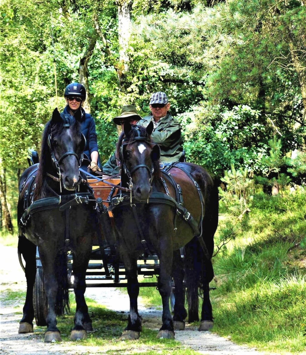 Elaine Göbel met de Merens-paarden Zorro en Barca tijdens de Veluwerit in 2017, met naast haar schoonvader Theo Onstein. De pet van vaste menmaatje Paul van Berkum is ook nog net zichtbaar.