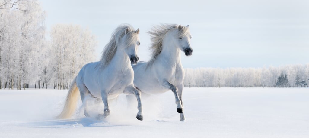 Two galloping white Welsh ponies on snow field