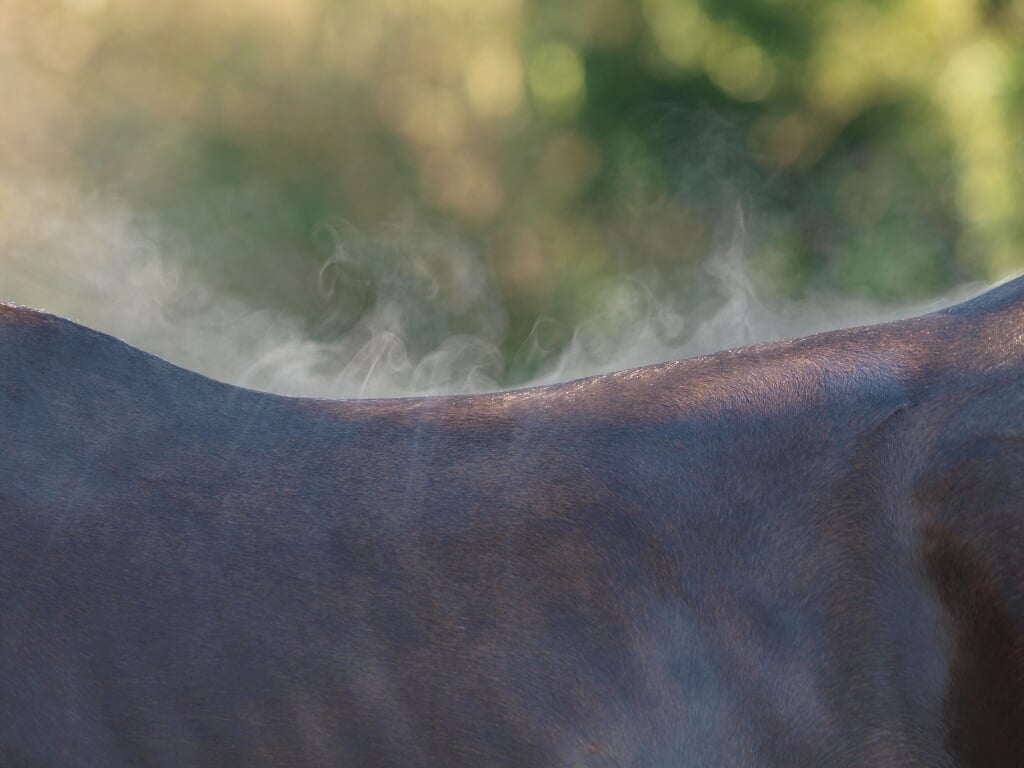 The steam rises from the back of a horse after excersise