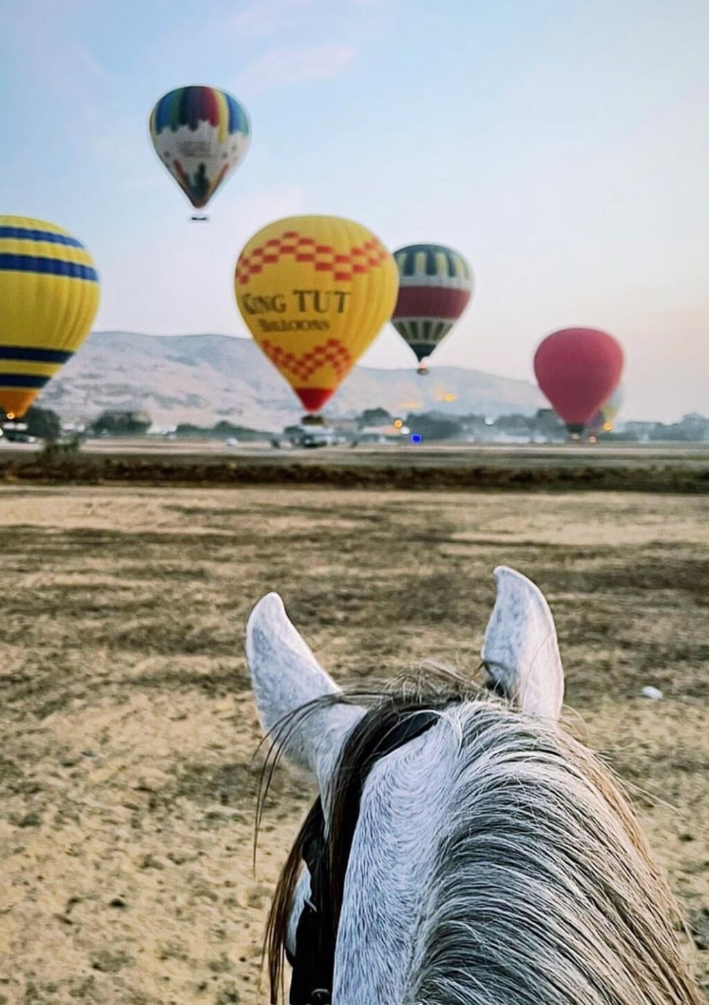 Luchtballonnen en Arabische volbloeden in Egypte.