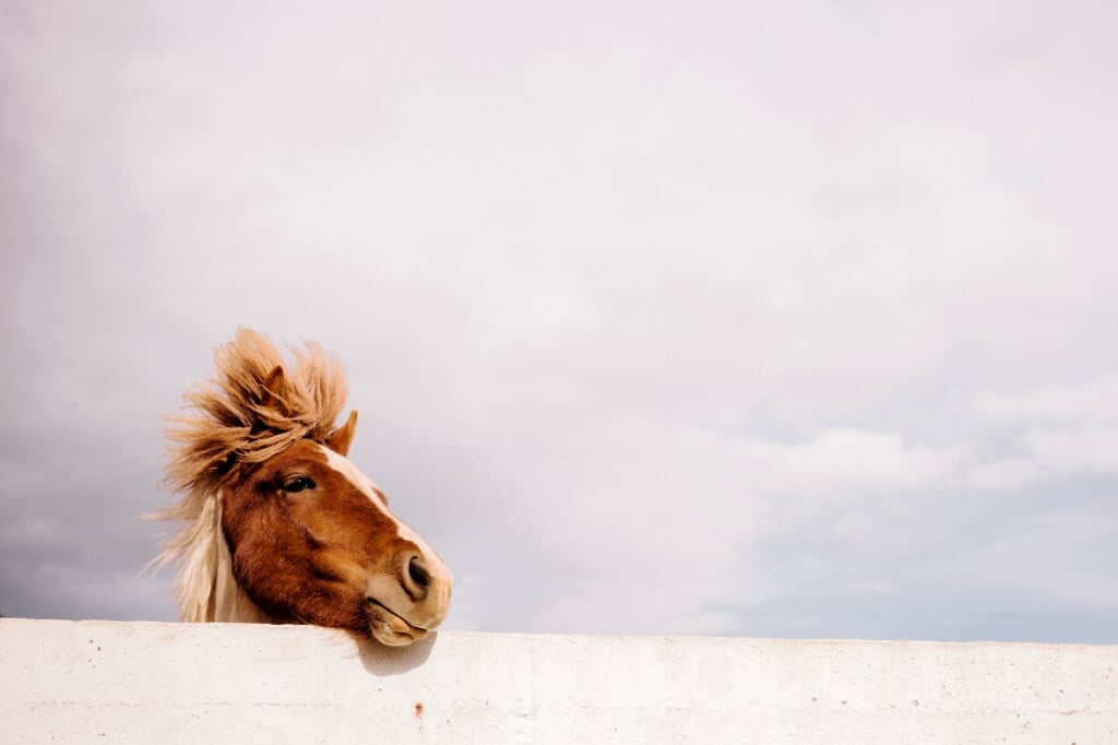 Ook een paard kan zijn maatje missen en blijven hopen op zijn terugkomst, goed afscheid laten nemen kan dit helpen voorkomen.