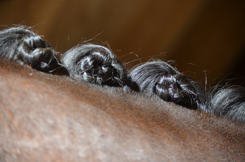 Close up dutch dressage braids