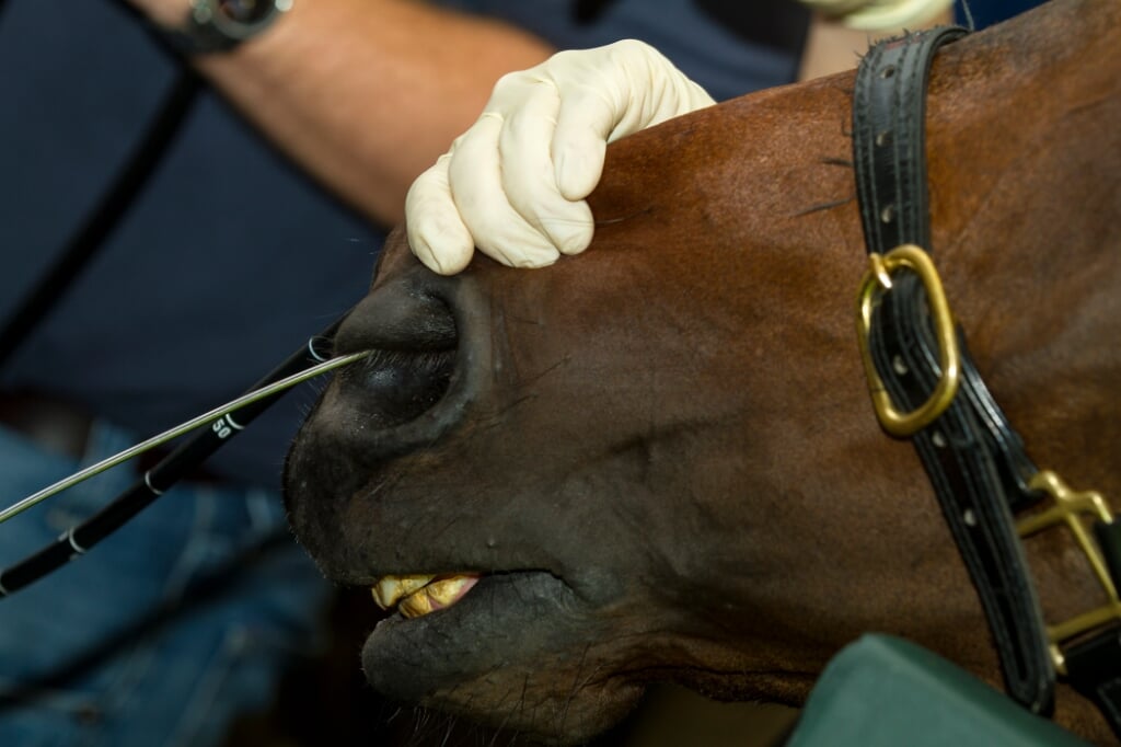 Horse arthroscopy done through the nose.