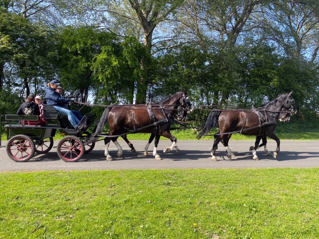 Regelmatig traint Anneke met vier paarden voor de wagen.