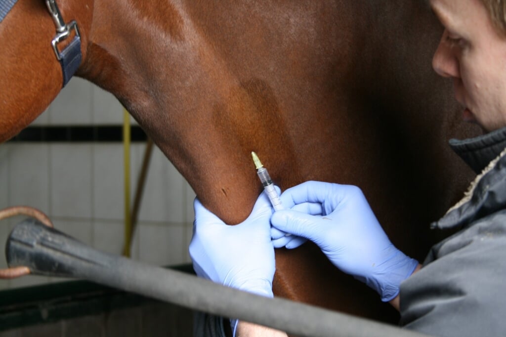 Paarden die behandeld dienen te worden krijgen een lichte sedatie. Deze mag enkel door een dierenarts rechtstreeks in het bloed gegeven worden.