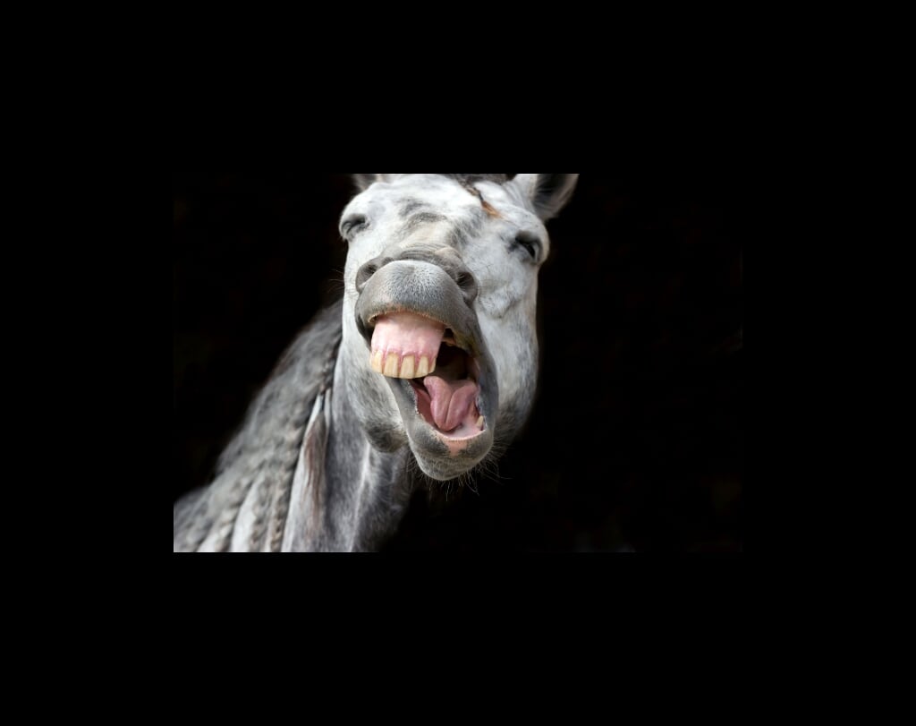 Funny animal is a white horse laughing his funny face off.