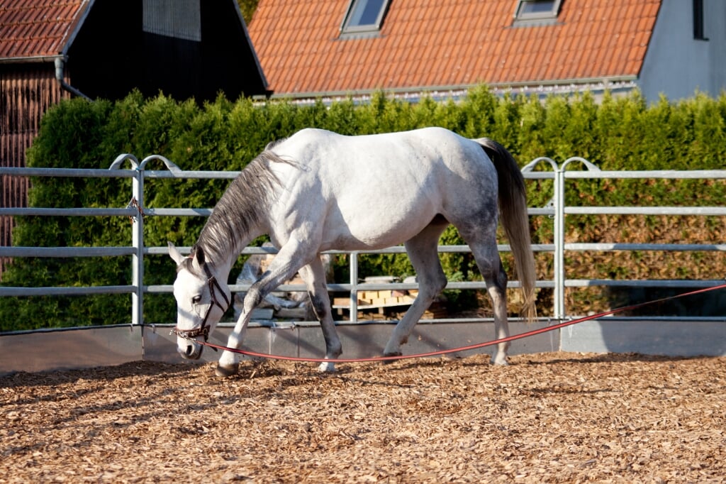 Horse with cavesson training with longe in round pen