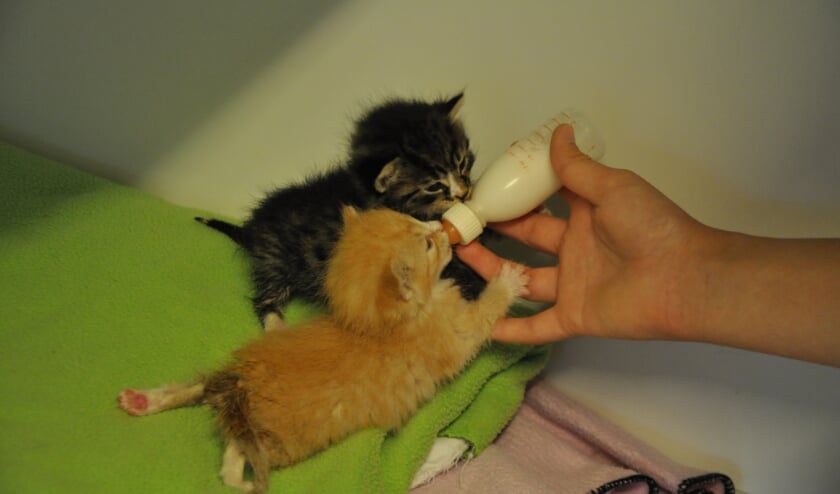 Kittens krijgen de fles