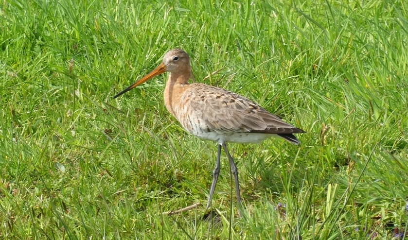 Grutto weidevogel