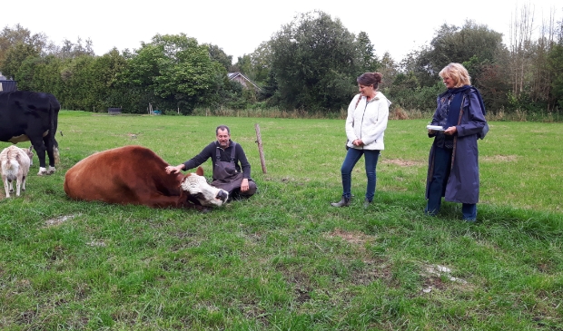 Koe Jane (van opzij) geit Thea (van achteren), koe Doortje met Bert Hollander, Annemieke Poutsma en Annemarie van Gelder