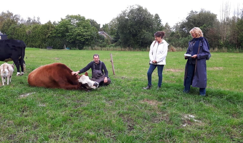 Koe Jane (van opzij) geit Thea (van achteren), koe Doortje met Bert Hollander, Annemieke Poutsma en Annemarie van Gelder